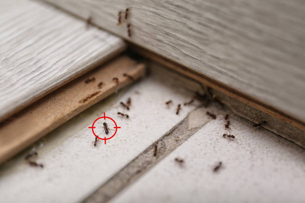 Pest Prevention Services in Dubach, LA