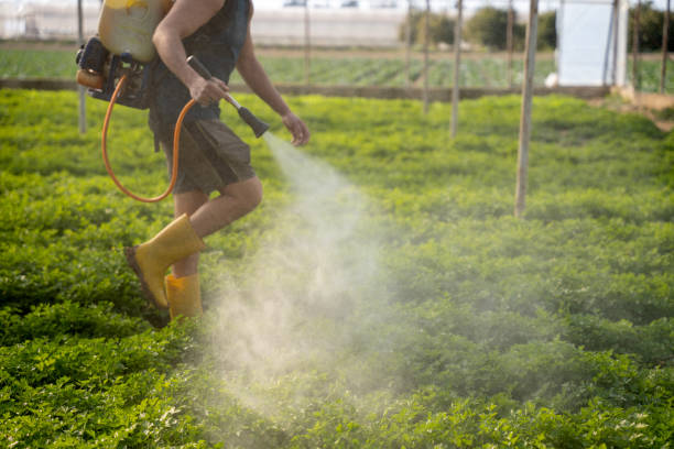 Best Pest Removal Services  in Dubach, LA