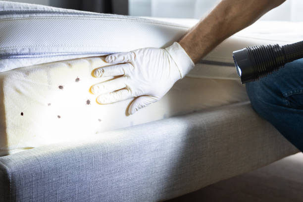 Best Affordable Pest Control Services  in Dubach, LA
