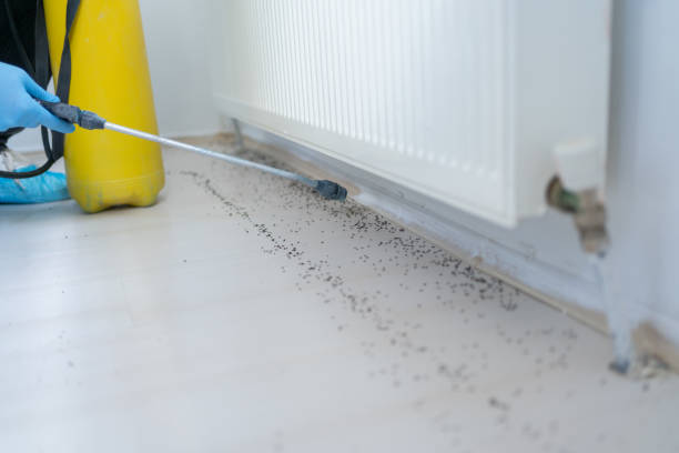 Best Termite Control Services  in Dubach, LA