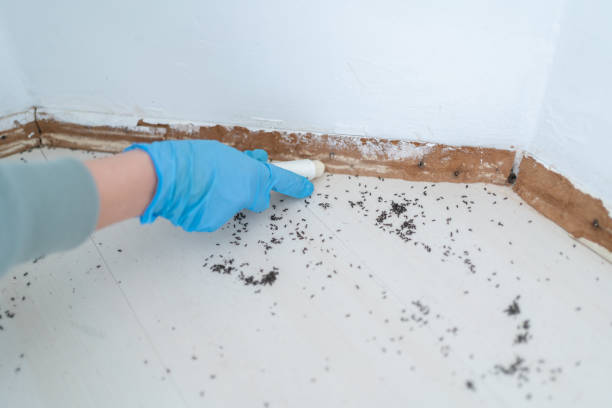 Reliable Dubach, LA Pest Control Solutions